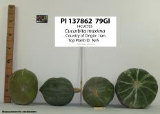Click for 1 image(s) for this accession. Image